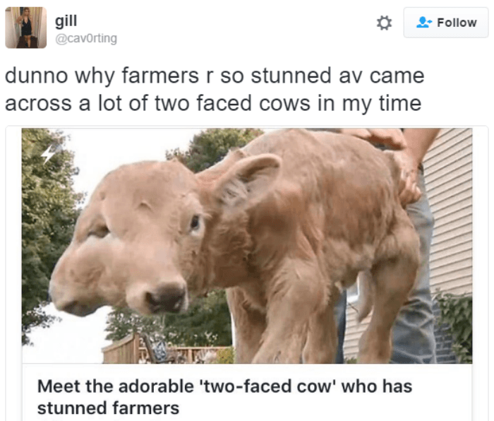 Two Faced Cow