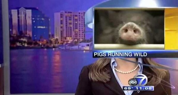 Pigs  Local News Blooper