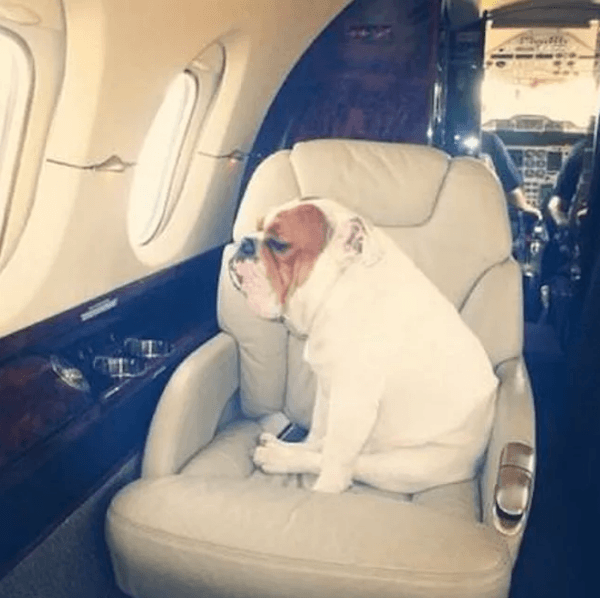 Dog On Jet