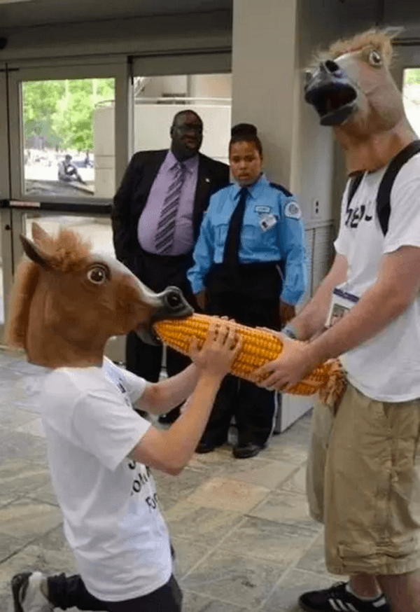 Horse Corn
