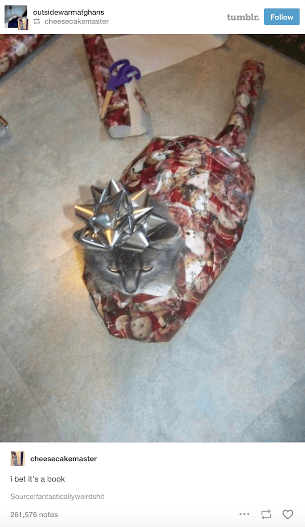 Cat Wrapped