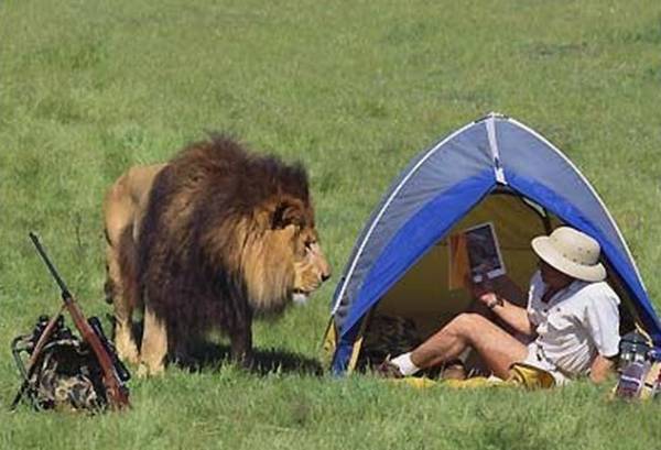 Lion Wakes Up Hunter In Tent