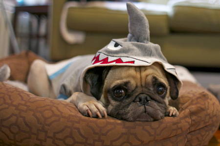 Halloween Pugs Shark