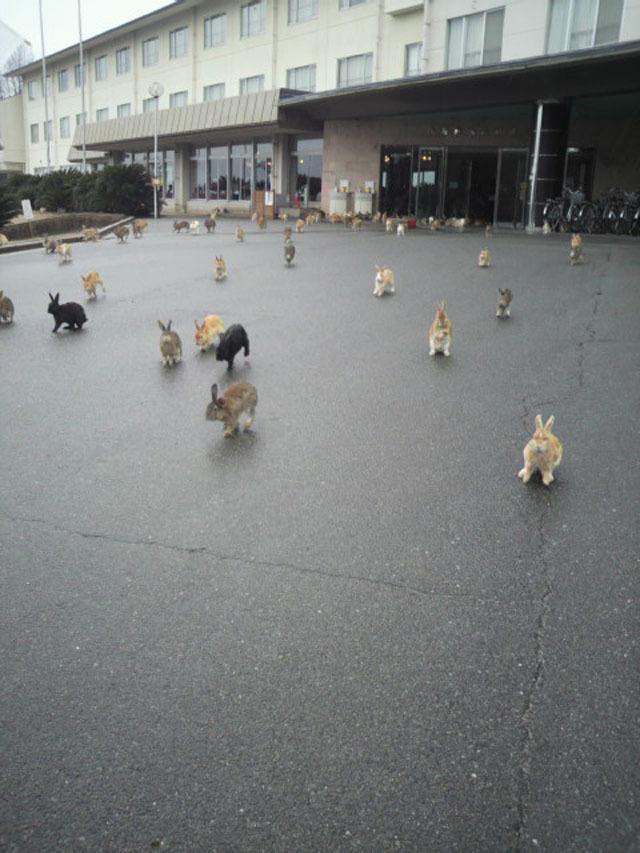 So Many Bunnies Viral Pictures