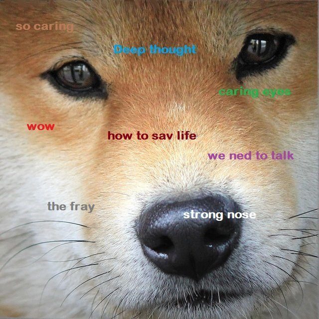 Shibe Meme Face Closeup