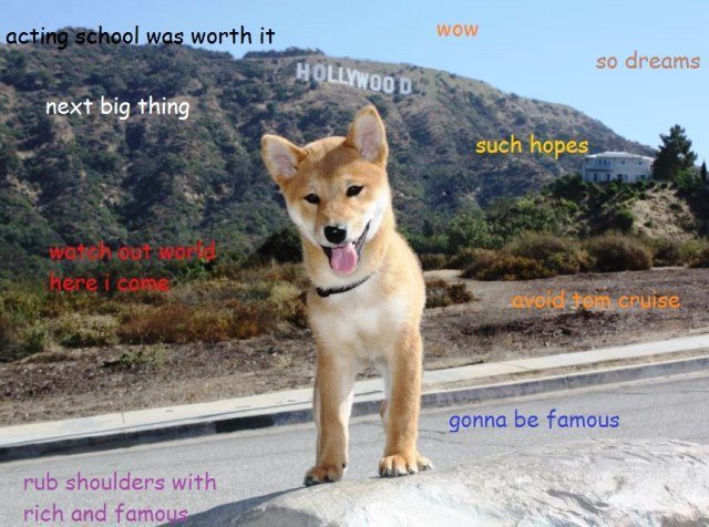 Shibe Meme In Hollywood