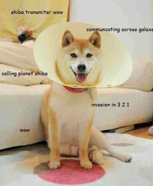 Shiba Inu Communication Station