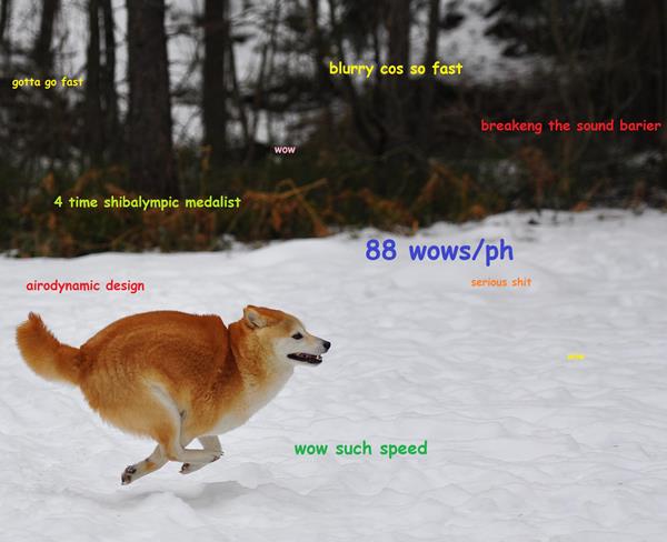 Shiba Inu Meme Running