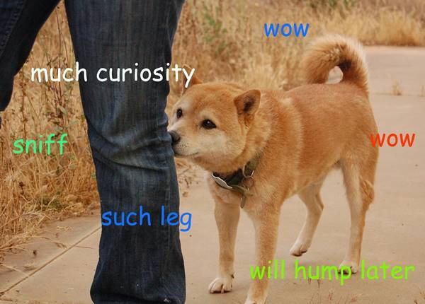 Shibe Meme
