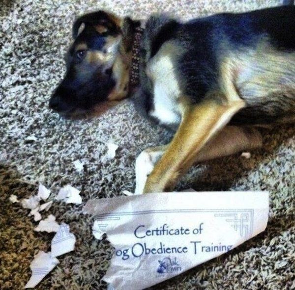 Dog Fails Obedience School