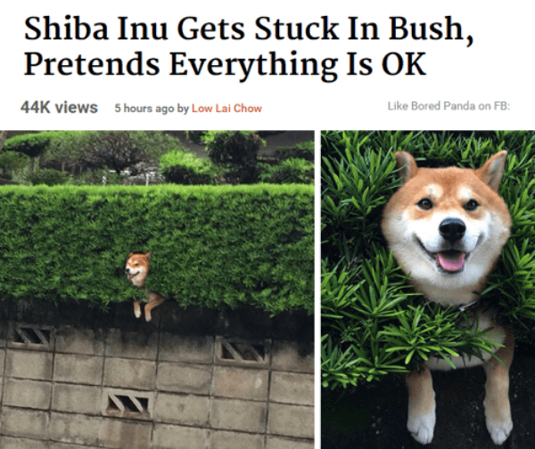 Stuck Shiba
