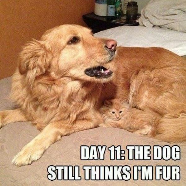 Funny Cat Memes Fur
