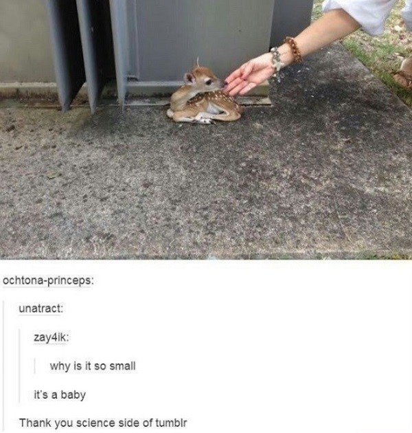 Baby Deer Science Tumblr Funny