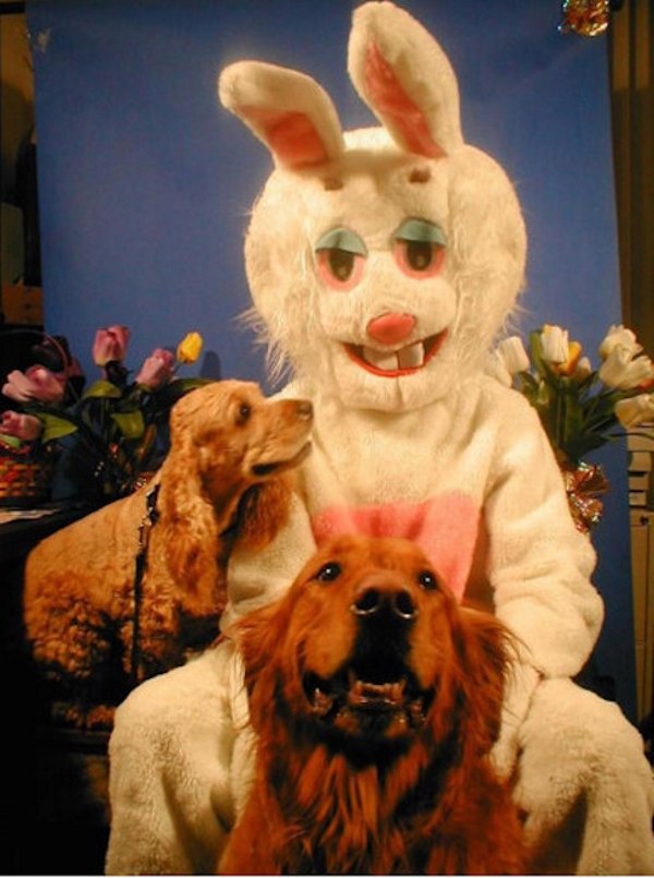 Easter Dogs