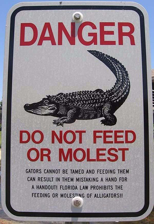 Gator Molest