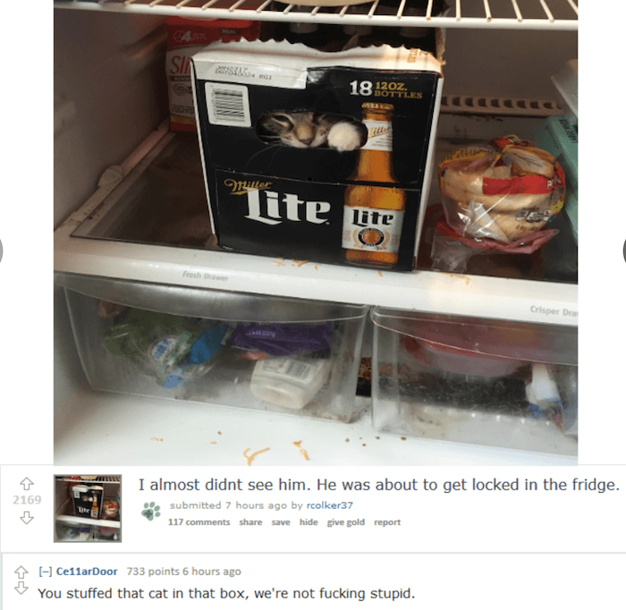 Beer Cat