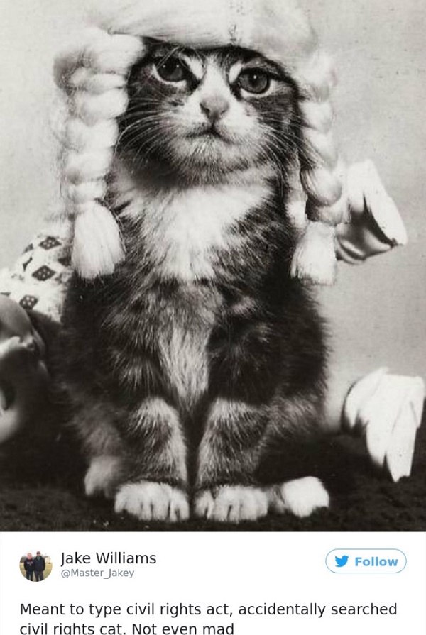 Civil Rights Cat