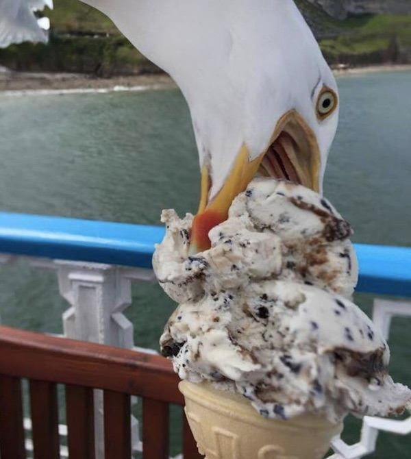 Ice Cream
