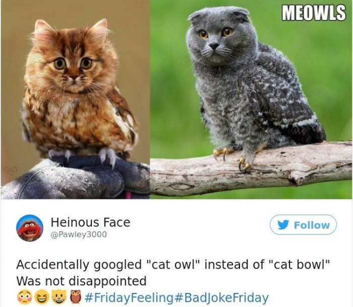 Meowls