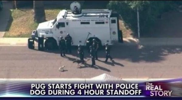 Pug Starts Fight Funny News Headlines